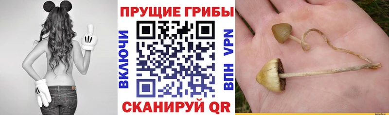 Галлюциногенные грибы ЛСД  купить наркоту  Опочка 